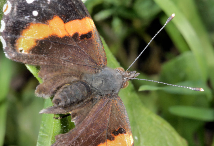 Vanessa atalanta?